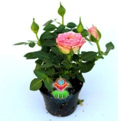 Minyatür Gül-Mini Rose-3 Farklı Renk Seçeneği-5,5cm Saksıda Pembe