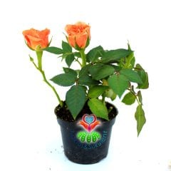 Minyatür Gül-Mini Rose-3 Farklı Renk Seçeneği-5,5cm Saksıda Pembe
