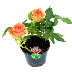 Minyatür Gül-Mini Rose-3 Farklı Renk Seçeneği-5,5cm Saksıda Pembe