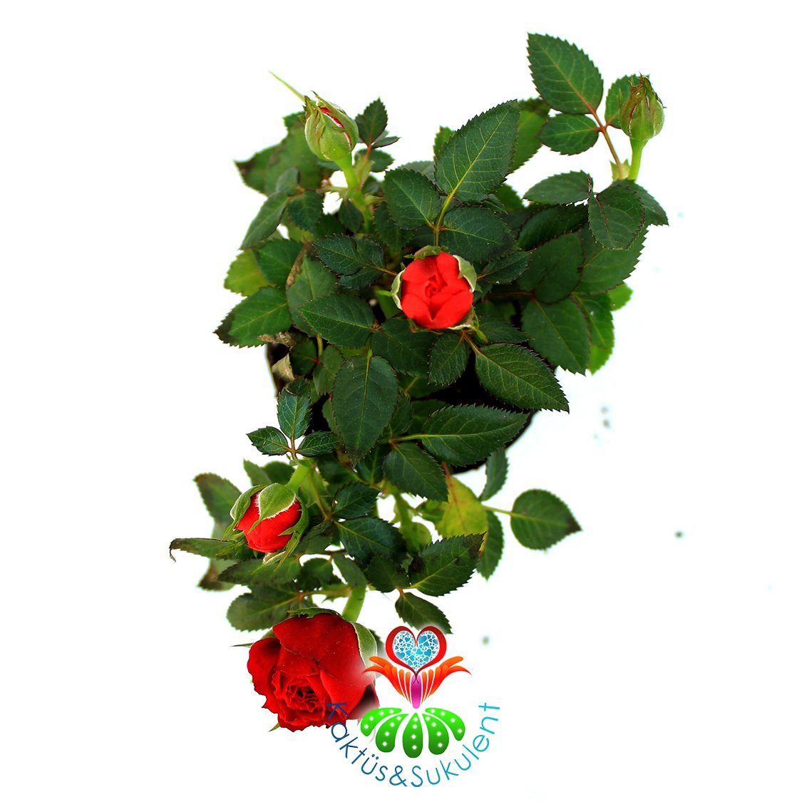 Minyatür Gül-Mini Rose-3 Farklı Renk Seçeneği-5,5cm Saksıda Kırmızı