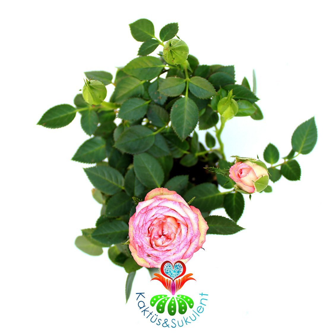 Minyatür Gül-Mini Rose-3 Farklı Renk Seçeneği-5,5cm Saksıda Pembe