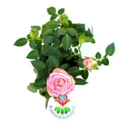 Minyatür Gül-Mini Rose-3 Farklı Renk Seçeneği-5,5cm Saksıda Pembe