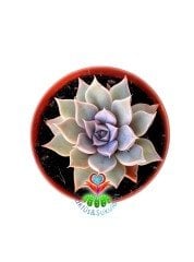 Echeveria Mensa -Pembeleşen Sukulent 5,5 cm saksıda Nadir Tür