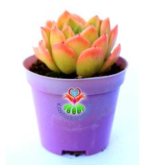 Echeveria 'Lime and Chile' 8,5 cm Saksılı Nadir Tür Renkli Sukulent