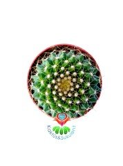 Mammillaria Marksiana 5,5 cm Saksılı Altın Diken Kaktüs