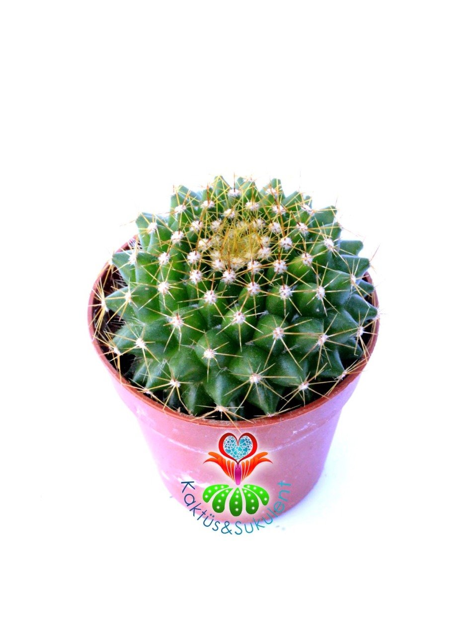 Mammillaria Marksiana 5,5 cm Saksılı Altın Diken Kaktüs