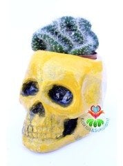 Kuru Kafa Saksıda Zümrüt Beyin- Opuntia Cylindrica Cristata Kaktüs