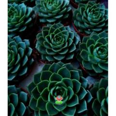 Sukulent, Echeveria Green Gollum -Mükemmel Formlu ve Renkli- 8,5 cm Saksıda- Teraryum,Kaktüs