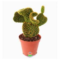 Sıradışı Tavşan Kaktüs,Opuntia Microdasys Cristata-Kıvrımlı-8,5 cm Saksı Dolusu-Teraryum,Sukulent