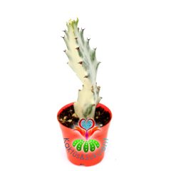 Hayalet Kaktüs, Euphorbia Lactea Variegata-8 cm Saksıda-10+cm Uzunlukta
