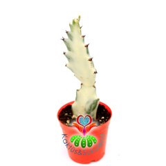 Hayalet Kaktüs, Euphorbia Lactea Variegata-8 cm Saksıda-10+cm Uzunlukta