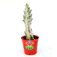Hayalet Kaktüs, Euphorbia Lactea Variegata-8 cm Saksıda-10+cm Uzunlukta