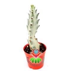 Hayalet Kaktüs, Euphorbia Lactea Variegata-8 cm Saksıda-10+cm Uzunlukta
