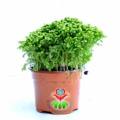 Selaginella Moellendorfii ''Jori''-Parlak Yeşil Yapraklı-10 cm Saksıda-Teraryum Aranjmanlar İçin İdeal