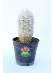 Filozof Başı Kaktüs, Cephalocereus Senilis-Yaşlı Adam Kaktüsü-1.Sınıf- 8,5 cm saksıda-Sukulent
