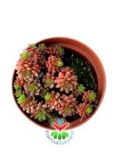 Cremnosedum Little Tippy Pink - Renkli Özel Tür- 8,5 cm Saksıda