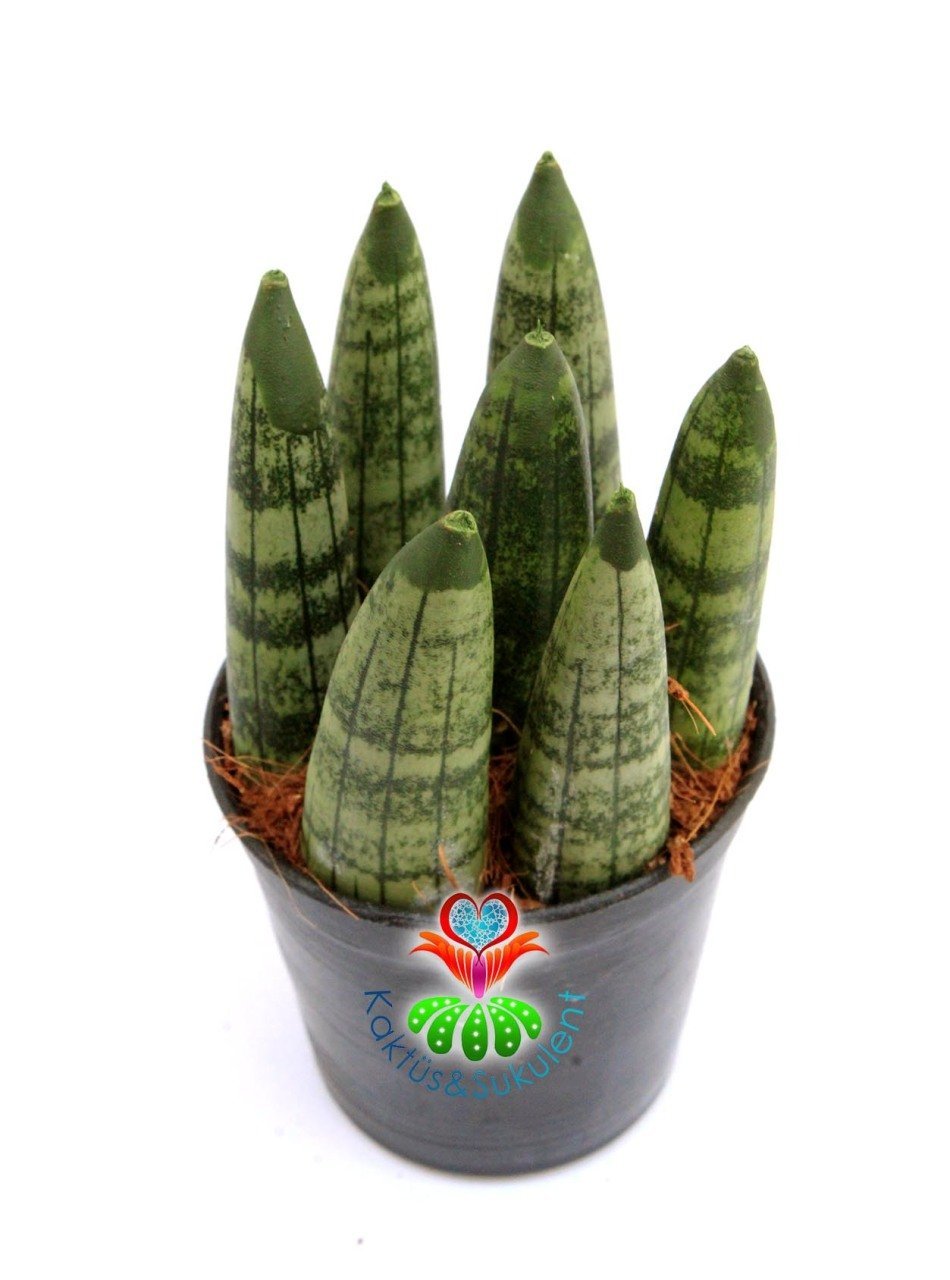 Sukulent,Sansevieria Cylindrica -Küçük Paşa Kılıcı-1 Saksıda 7 Adet- 6,5 cm saksıda