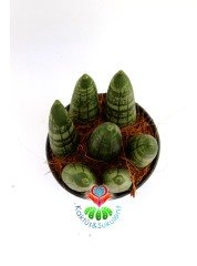 Sukulent,Sansevieria Cylindrica -Küçük Paşa Kılıcı-1 Saksıda 7 Adet- 6,5 cm saksıda