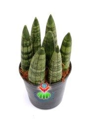 Sukulent,Sansevieria Cylindrica -Küçük Paşa Kılıcı-1 Saksıda 7 Adet- 6,5 cm saksıda