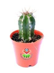 Euphorbia Fruticosa-Sert Dikenli Canlı Renkli Kaktüs-5,5 cm Saksıda