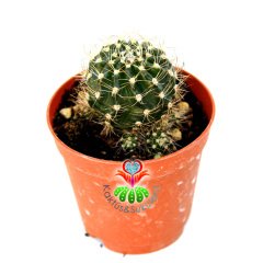 Kampanya 5 Adet Fotoğraftaki Kaktüs Seti İndirimli Fiyat-5,5 cm Saksılı-Hediyelik