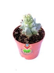 Euphorbia Horrida f. Monstruosa-Sıradışı Formlu Özel Hibrid Tür 5,5 cm Saksıda