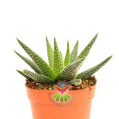 Sukulent,Haworthia Fasciata 'Concolor Zebra Plant'-Beyaz Noktalı- 5,5 cm saksıda-Teraryum, Kaktüs