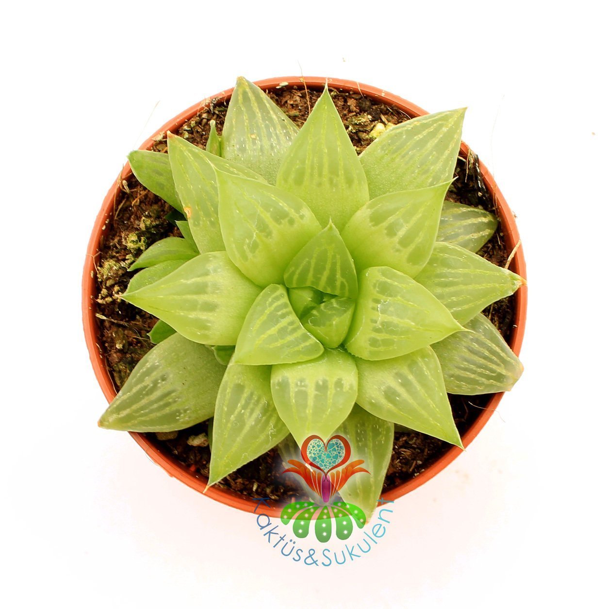 Sukulent,Haworthia Retusa Geraldii - Yıldız Form-Simetrik- 5,5 cm saksıda-Teraryum, Kaktüs