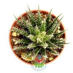 Sukulent,Haworthia Bolusii-Nadir Tür-Yumuşak Form-Üzeri Tüylü- 5,5 cm saksıda-Teraryum, Kaktüs