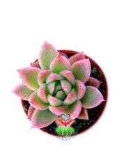 Echeveria Agavoides 'Romeo'- Güneşte Pembeleşmesi Artar-Mükemmel Form ve Renkte-5,5 cm Saksıda