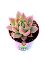 Echeveria Agavoides 'Romeo'- Güneşte Pembeleşmesi Artar-Mükemmel Form ve Renkte-5,5 cm Saksıda