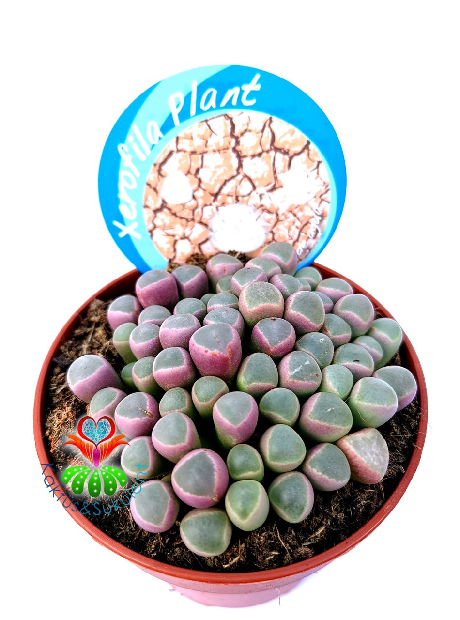 Mesemb,Fenestraria Rhopalophylla-Parmak Taş Kaktüs Lithops 8,5 cm saksıda