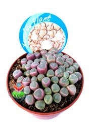 Mesemb,Fenestraria Rhopalophylla-Parmak Taş Kaktüs Lithops 8,5 cm saksıda