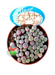 Mesemb,Fenestraria Rhopalophylla-Parmak Taş Kaktüs Lithops 8,5 cm saksıda