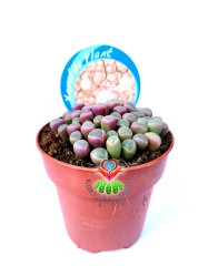 Mesemb,Fenestraria Rhopalophylla-Parmak Taş Kaktüs Lithops 8,5 cm saksıda
