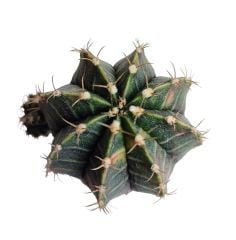 Gymnocalycium Mihanovichii lb2178 Variegata Aşılı -5,5 cm Saksıda Nadir Tür