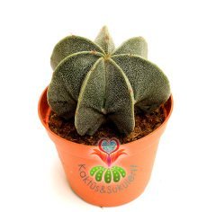 Dikensiz Kaktüs,Astrophytum Myriostigma-ÇOK DİLİMLİ-Sarı Renk Çiçek Açar- 8,5 cm saksıda-Sukulent