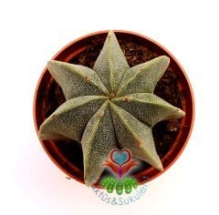 Dikensiz Kaktüs,Astrophytum Myriostigma-ÇOK DİLİMLİ-Sarı Renk Çiçek Açar- 8,5 cm saksıda-Sukulent