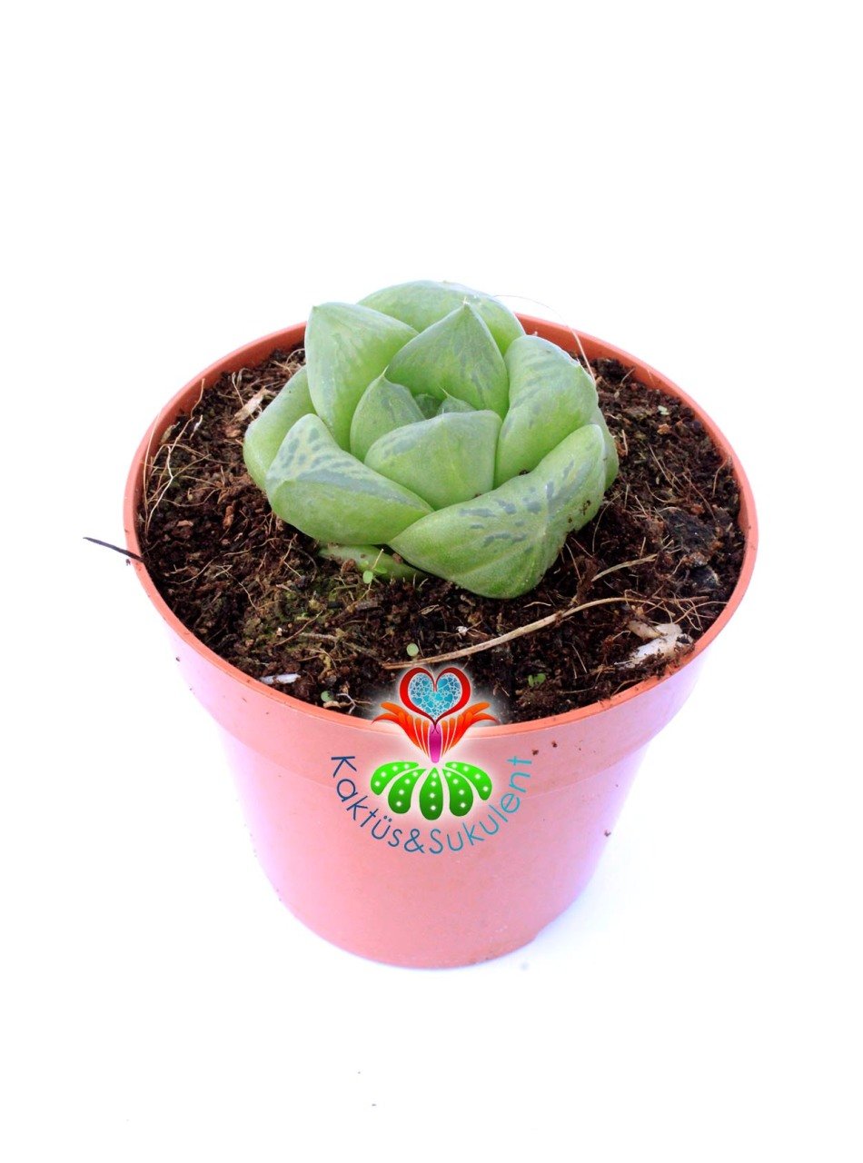Haworthia cymbiformis var. obtusa (Haw.) Baker 5,5 cm Saksılı