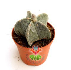 Dikensiz Kaktüs,Astrophytum myriostigma -NADİR TÜR-Sarı Renk Çiçek Açar- 10,5 cm saksıda-Sukulent