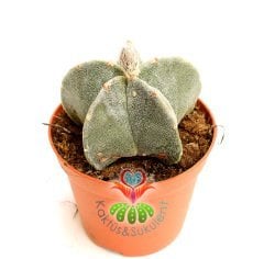 Dikensiz Kaktüs,Astrophytum myriostigma -NADİR TÜR-Sarı Renk Çiçek Açar- 10,5 cm saksıda-Sukulent