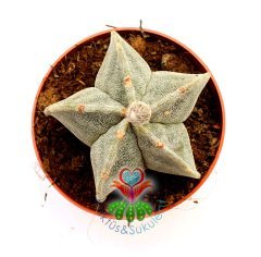 Dikensiz Kaktüs,Astrophytum myriostigma -NADİR TÜR-Sarı Renk Çiçek Açar- 10,5 cm saksıda-Sukulent