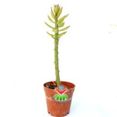Pereskiopsis Spathulata-5,5 cm Saksıda-Aşı İçin En İdeal Kaktüs