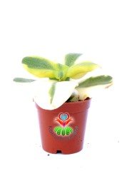 Crassula Multicava 'Panache' Nadir Tür Sukulent 5,5 cm Saksılı İthal