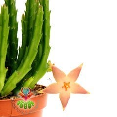 Leş Kaktusü-Stapelia Starfish-Sıradışı Çiçekli -İthal-8.5 cm saksıda-Teraryum, Kaktüs