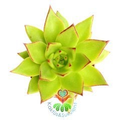 Echeveria Agavoides 'Lipstick' (Ruj)-Güneşte Yaprak Uçları Kızarır -Büyük Boy -5,5 cm saksıda-Kaktüs