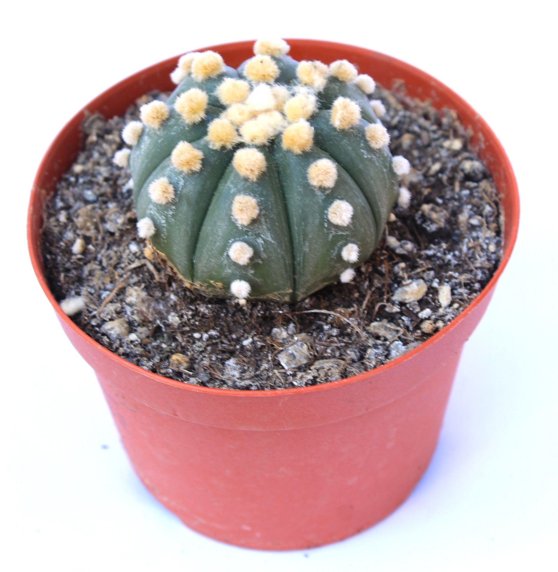 Astrophytum Asterias  Oobio Nadir Tür 10,5 cm saksılı