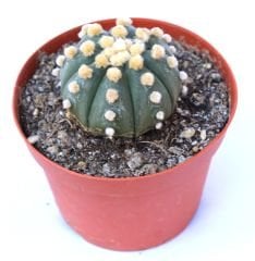Astrophytum Asterias  Oobio Nadir Tür 10,5 cm saksılı
