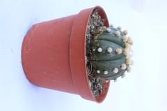 Astrophytum Asterias  Oobio Nadir Tür 10,5 cm saksılı