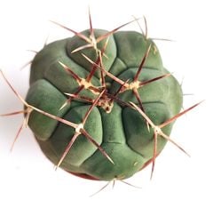 Thelocactus Hexaedrophorus Nadir Tür  Koleksiyonluk Kaktüs Türü 5,5 cm Saksılı